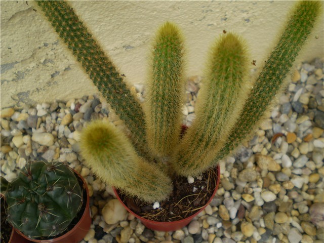kaktus